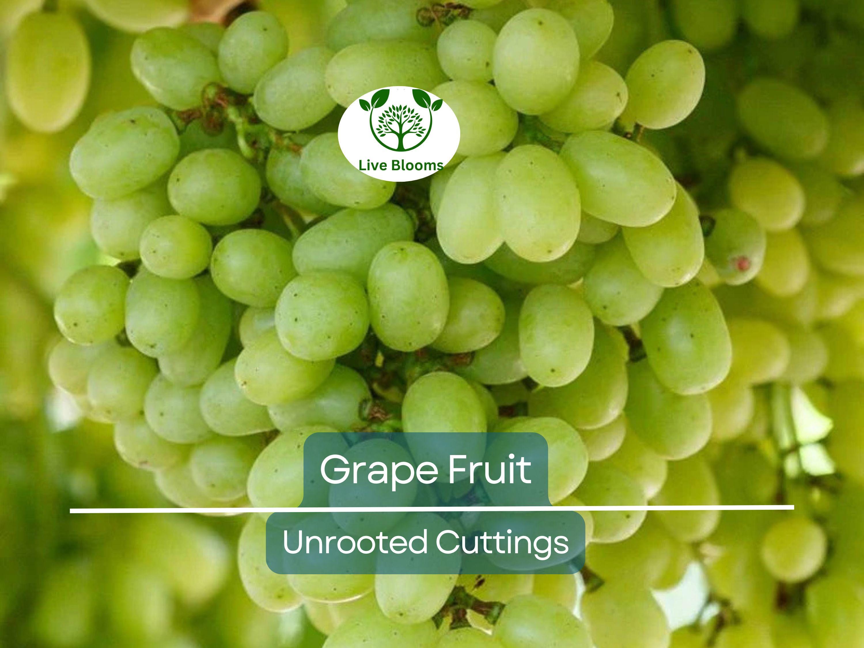 5 Cold Hardy Perennial Fruit Grape Unrooted Cuttings, Vitis spp., Fruit Grape Vine, Easy to Root, Cold Tolerant Grapevine for Garden