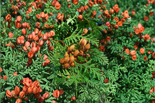 Thuja occidentalis – Eastern Arborvitae Seeds | 50 Seeds | Northern White Cedar Evergreen Tree