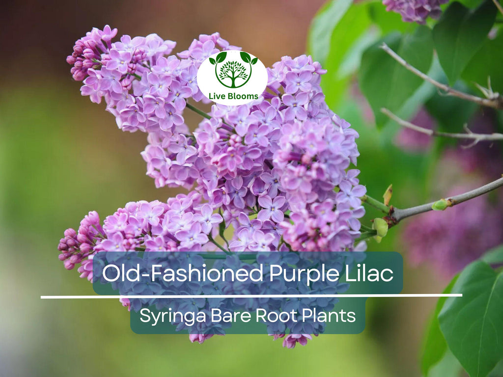 2 Old-Fashioned Purple Lilac Shrubs – Fragrant Bare Root Starter Plants – Heirloom Syringa for Spring Garden & Hedge