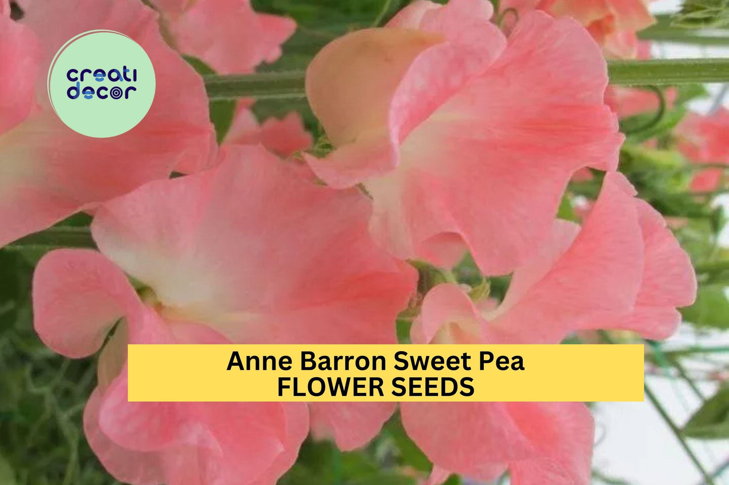 50+ Anne Barron Sweet Pea Seeds – Soft Pink Fragrant Blooms for Garden Planting, Climbing Vines for Trellises & Cut Flowers – USA