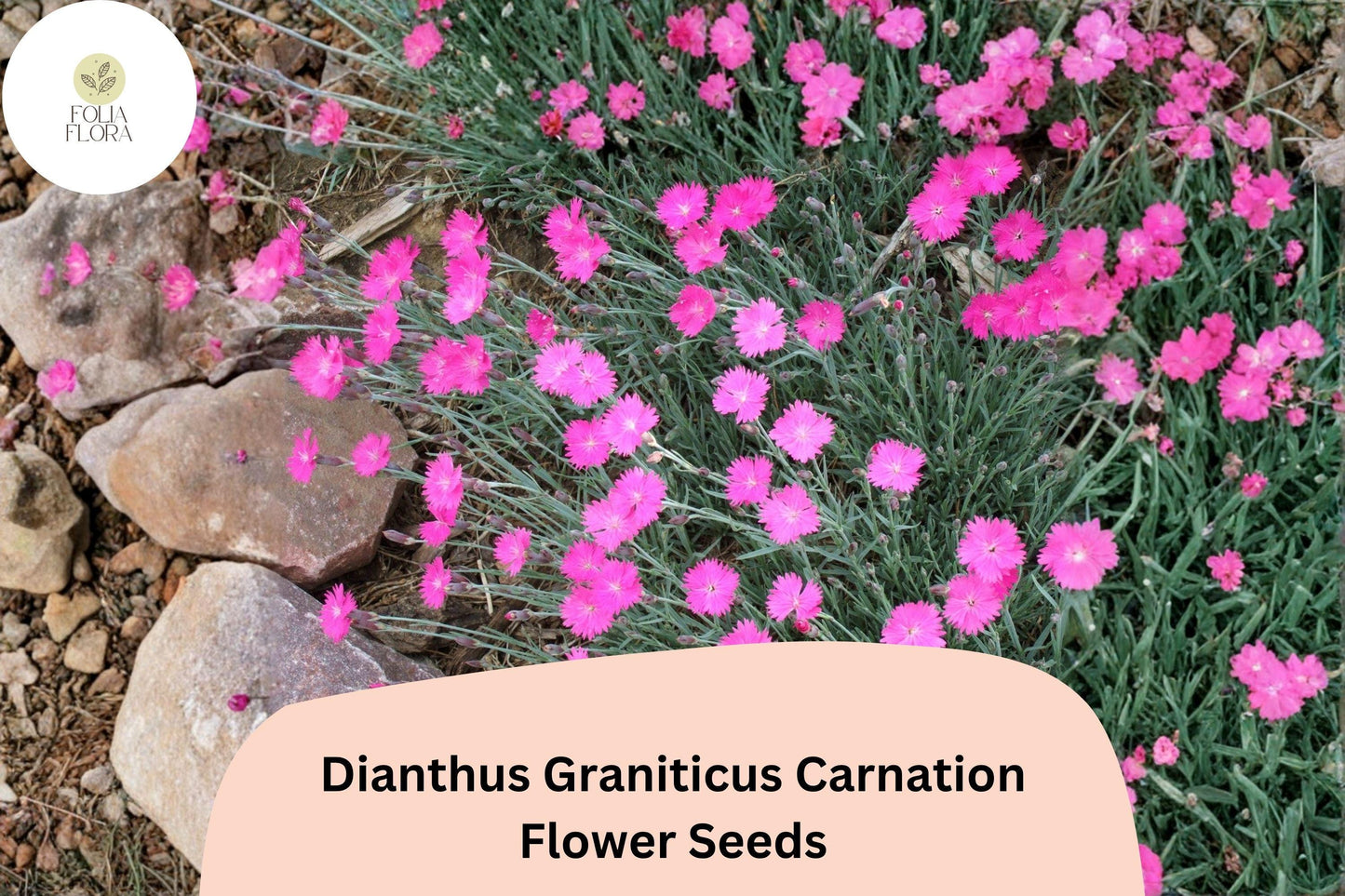 200+ Dianthus Graniticus Carnation Seeds: Hardy Perennial Garden Flowers, Pink Blooms, Easy to Grow, Great for Borders & Pots