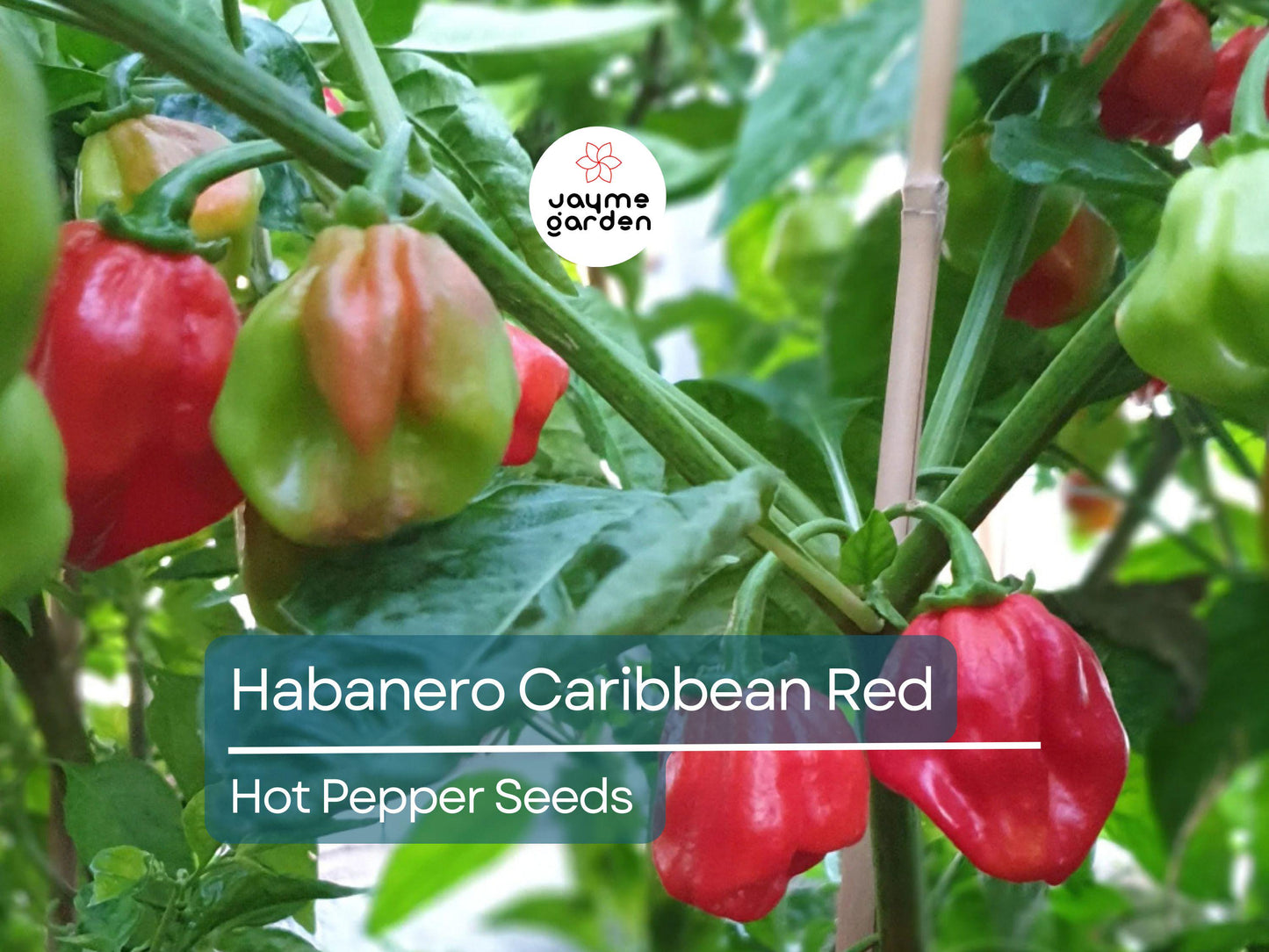 250mg Seeds Habanero Caribbean Red Hot Pepper | Heirloom Pepper for Planting | Extra Spicy | Compact Plant | Perfect for Salsas & Sauces