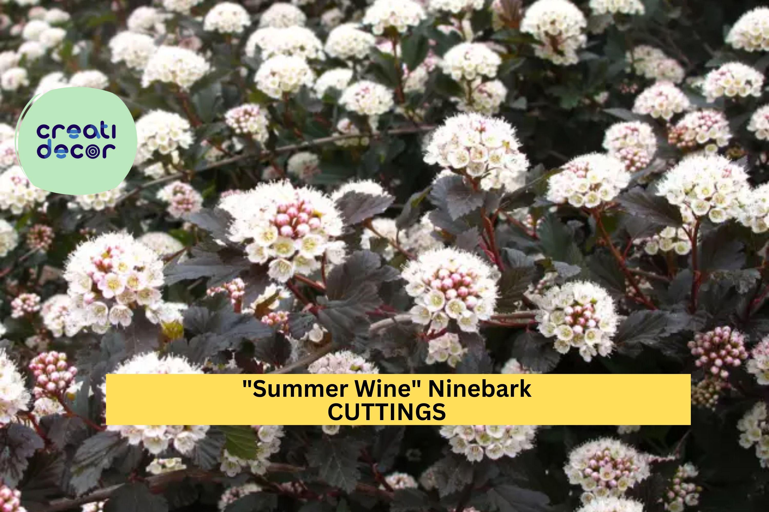 5 Summer Wine Ninebark Cuttings | Physocarpus Opulifolius 8" Unrooted Shrub Starter | Deep Foliage Landscape Plant