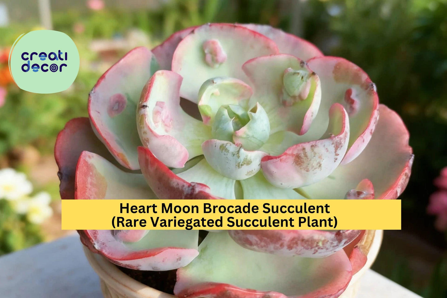 Heart Moon Brocade Succulent – Rare Variegated Bare Root Plant – Easy Care Live Succulent for Indoor or Garden Display
