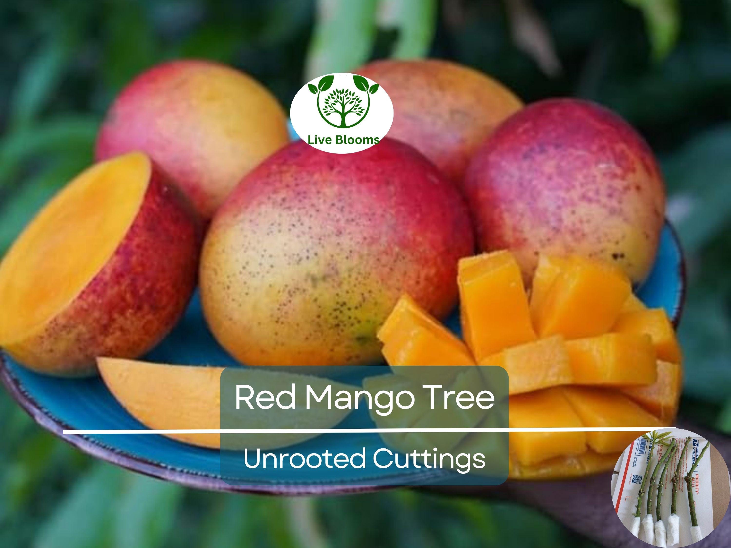 5 RED MANGO Fruit Tree Scion Unrooted Cuttings for Rooting or Grafting - Mangifera indica, Tropical Fruit, Sweet Red Mango