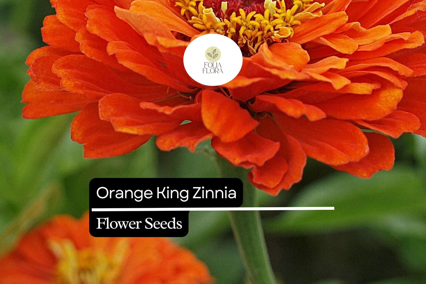 Orange King Zinnia (Zinnia elegans) Seeds – Vibrant Orange Blooms for Summer Gardens