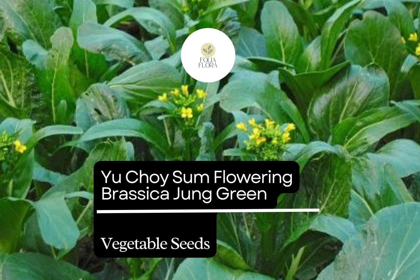 500mg Yu Choy Sum Seeds Brassica rapa Flowering Jung Green for Planting | Heirloom Asian Greens Tender Stalks & Yellow Flowers