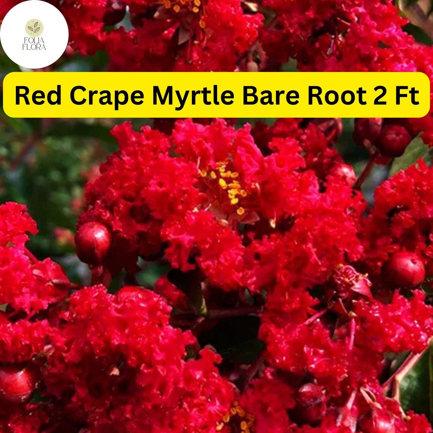 2 Live Bare Root Plants Red Crape Myrtle Trees (Lagerstroemia indica) 2ft Tall
