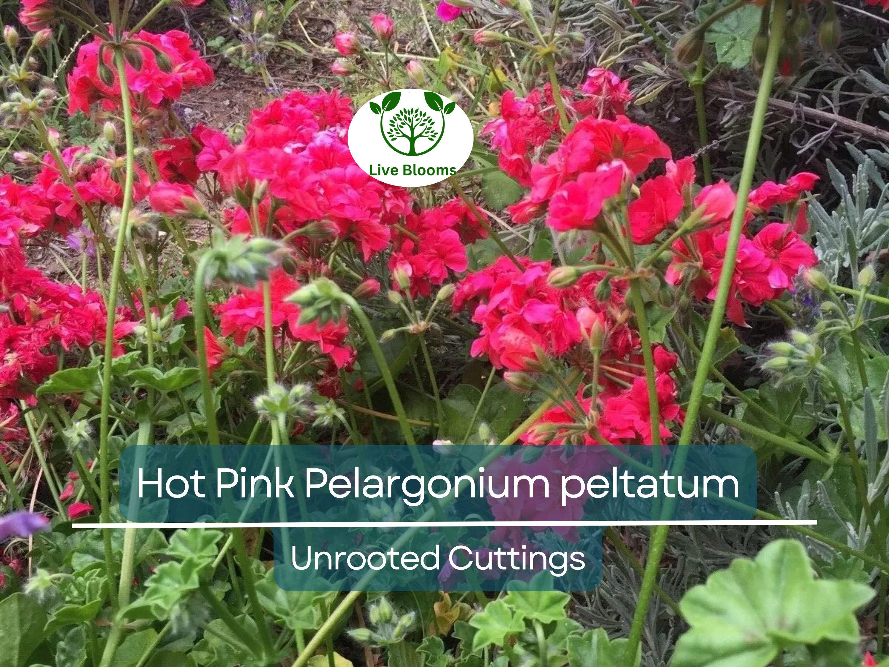 6 Hot Pink Pelargonium Peltatum Ivy Geranium Live Plant Cuttings 6" – Unrooted Geraniums for Hanging Baskets, Gardens, & Window Boxes