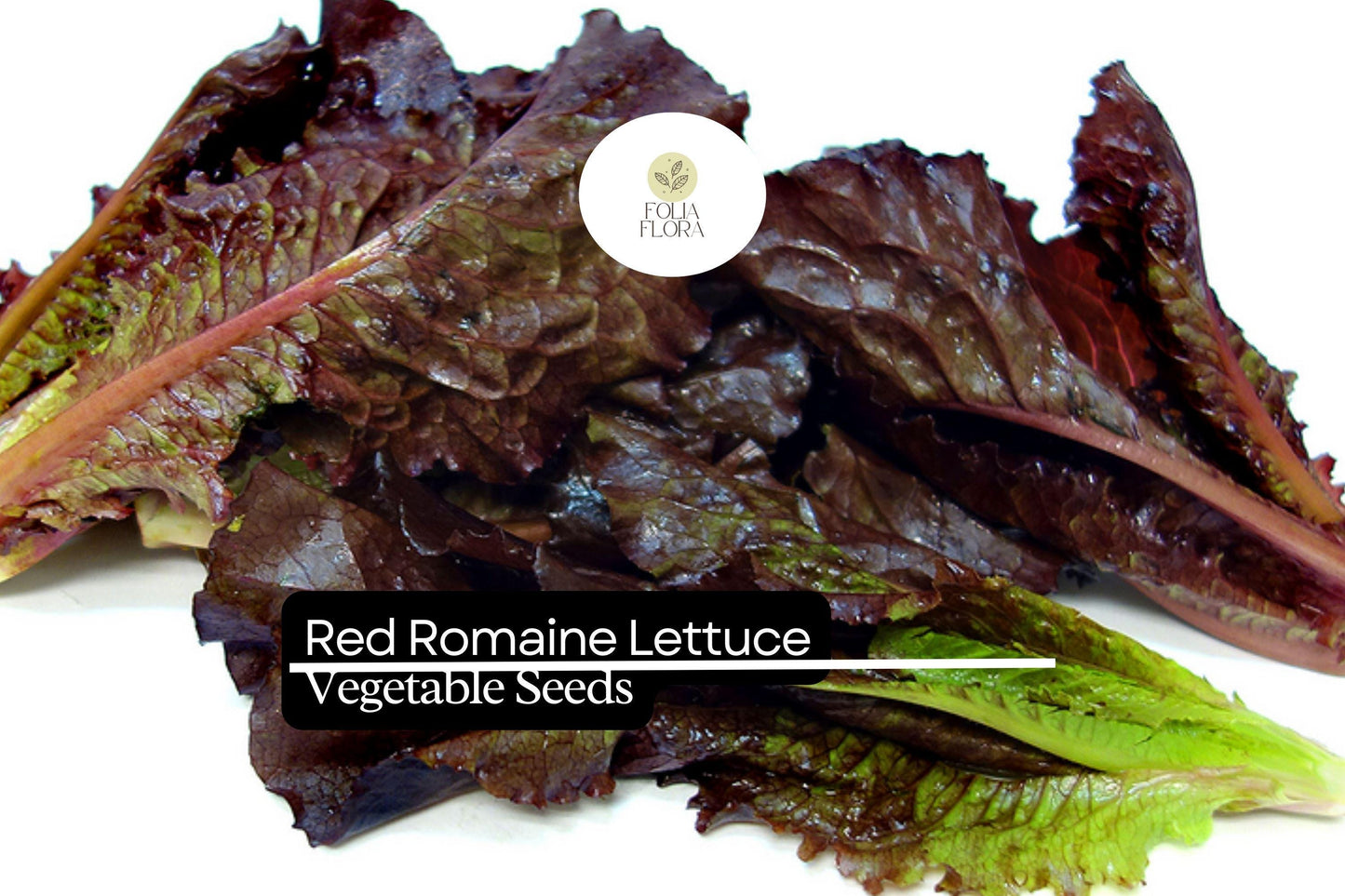 1000 Red Romaine Lettuce Seeds – Lactuca sativa – Crisp, Sweet & Nutritious, Heat-Tolerant, Perfect for Salads