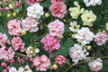 False Confederate Rose Seeds – Hibiscus paramutabilis | 10 Seeds | Hardy Everblooming Mallow