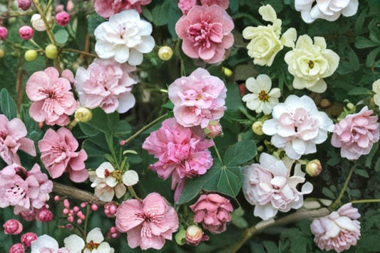 False Confederate Rose Seeds – Hibiscus paramutabilis | 10 Seeds | Hardy Everblooming Mallow