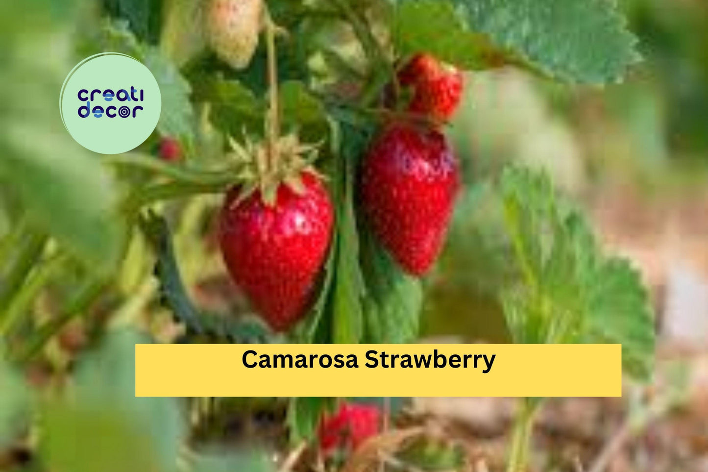 Camarosa June-Bearing Strawberry Plants | 10 Live Bare Root Starters | NON-GMO Strawberry Variety for Home Garden & Fruit Harvest