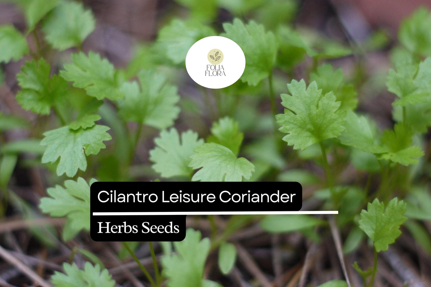 125 Seeds Leisure Cilantro, Coriandrum Sativum, Flavorful Herb for Cooking & Garnish