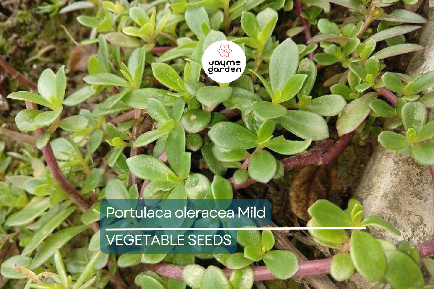 2000 Red Purslane Seeds - Edible Succulent - Portulaca oleracea - Verdolaga - Mild Spinach Flavor - Nutritious Herb - Free Shipping