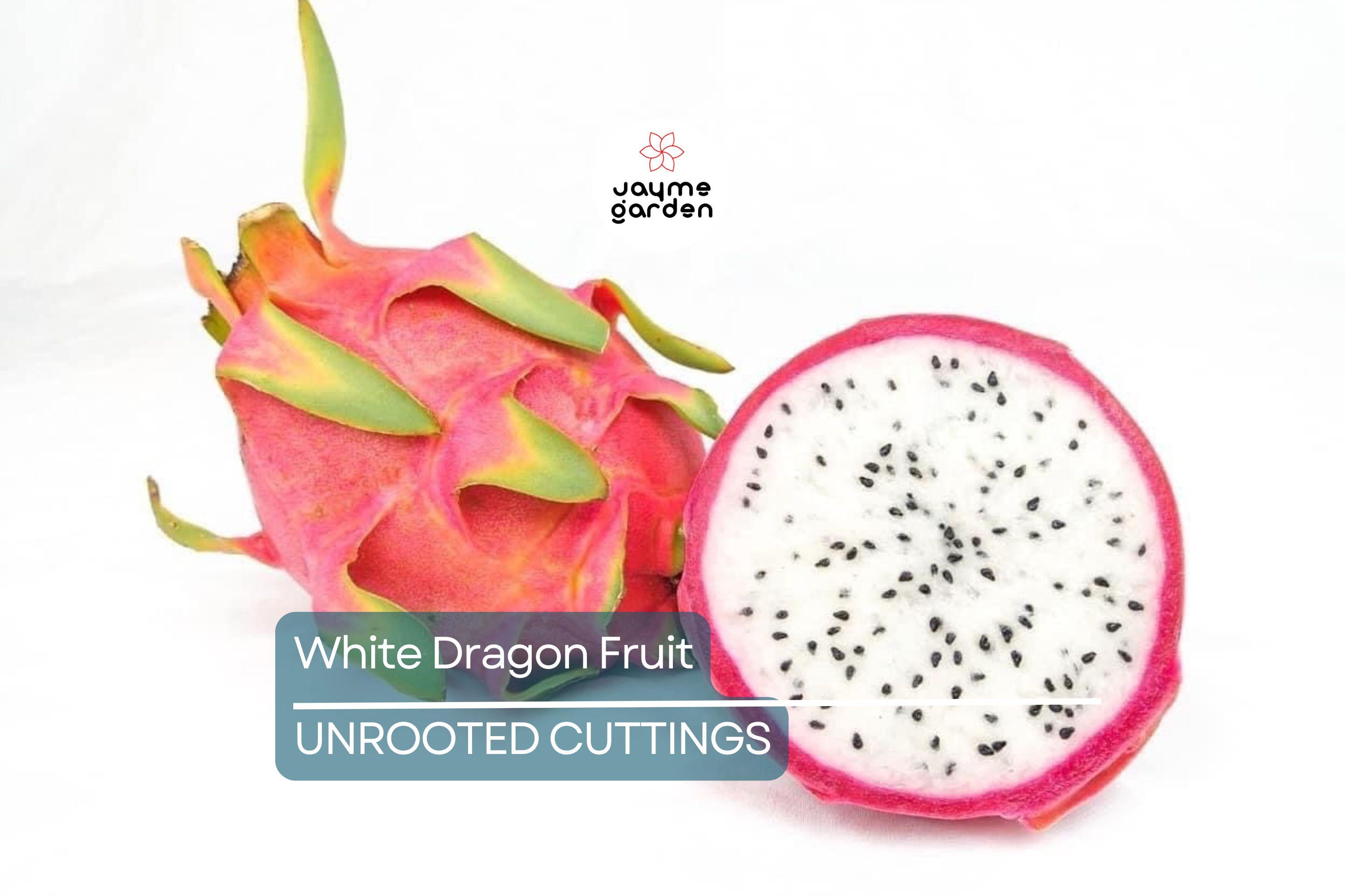 White Dragon Fruit Pepino Dulce 2 Cuttings 9-14" Sweet White, Spiral Segments, Healthy, Fresh Fruit for Smoothies & Snacks