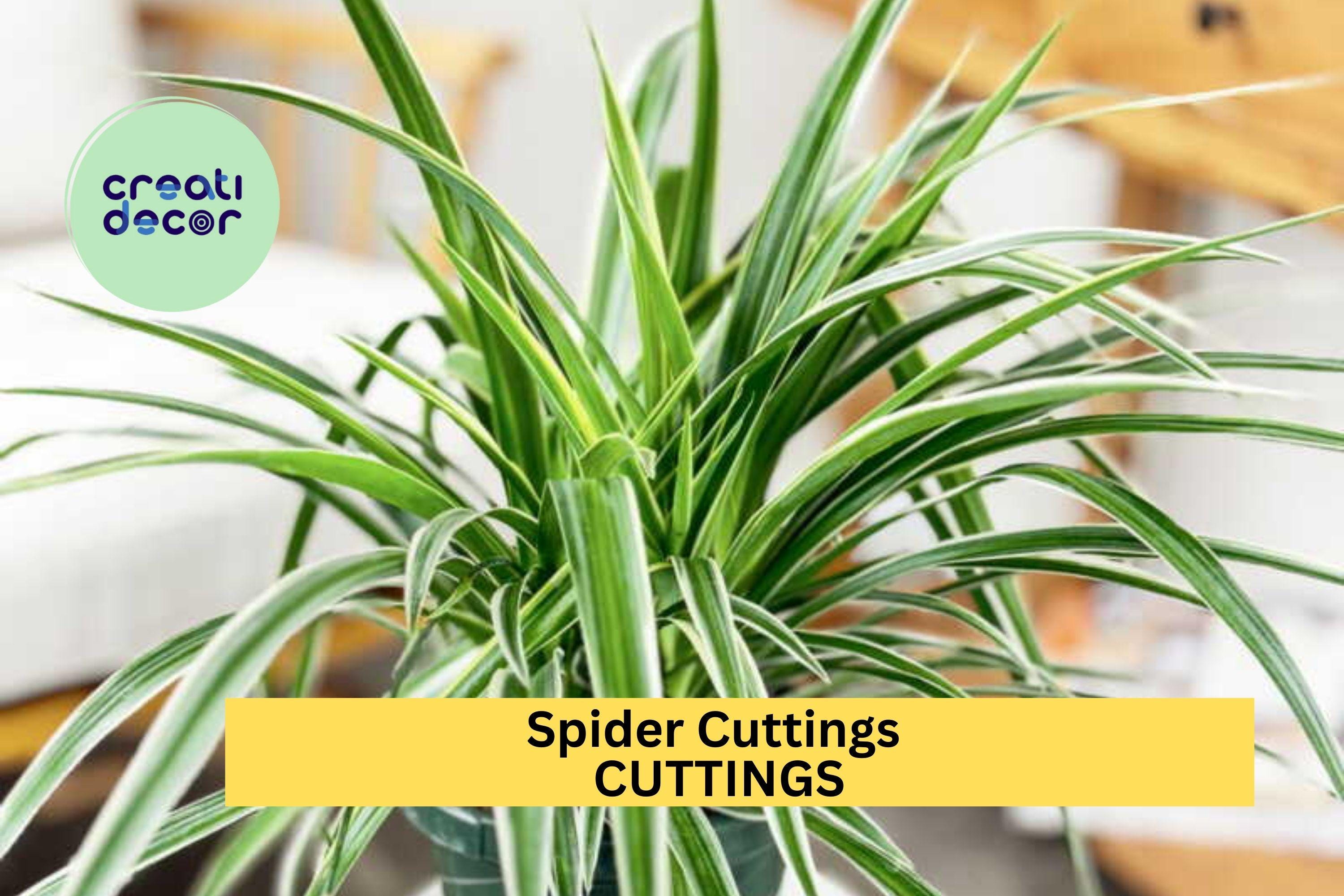 10 Spider Plant Cuttings – Variegated Fresh Unrooted Starts for Indoor Pots or Hanging Baskets – Easy to Grow – Free Shipping – USA