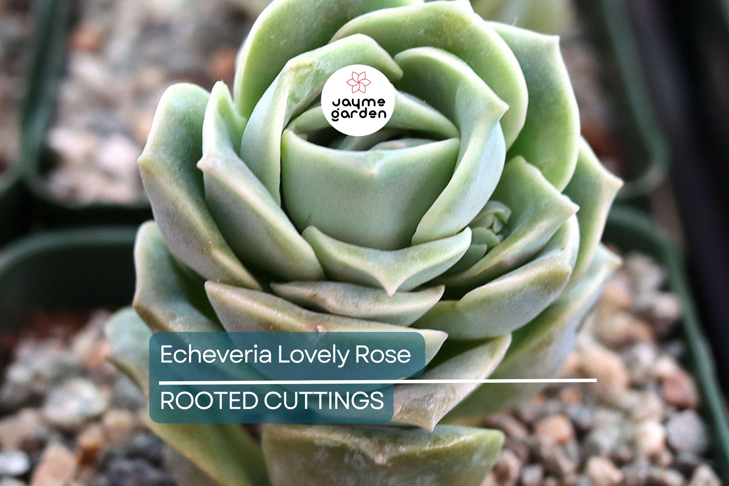 5 Live Echeveria ‘Lovely Rose’ Succulent Plants Fully Rooted in 2" Pots | Rose-Like Mini Succulents for Gifts & Decor