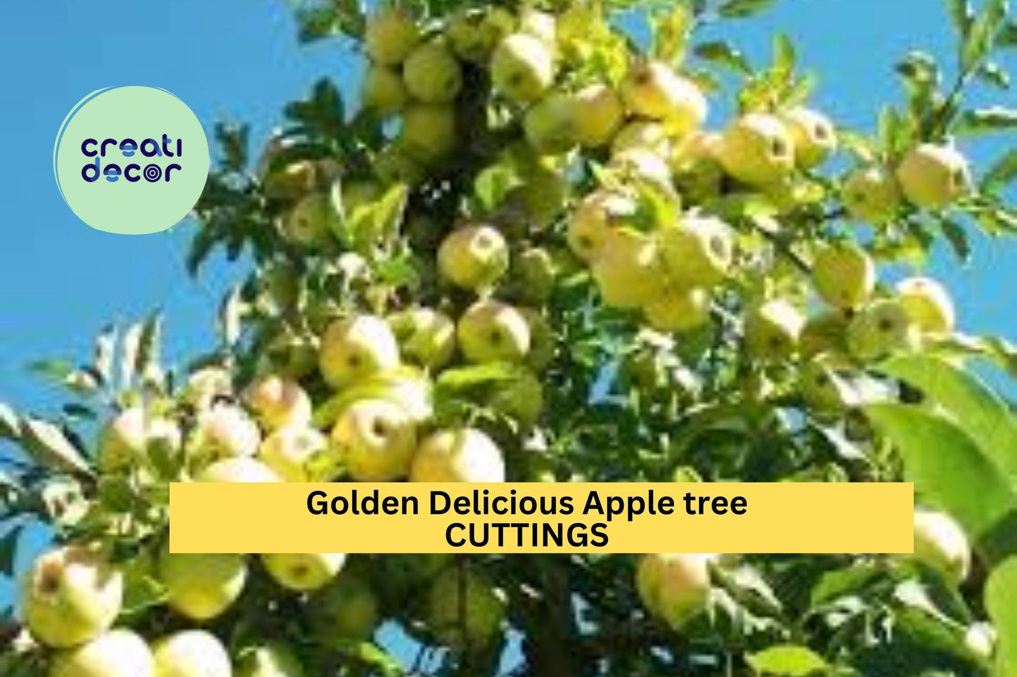 16 Golden Delicious Apple Scion Cuttings | Malus Domestica Starter Wood for Grafting or Rooting | Fresh Fruit Tree Starter USA