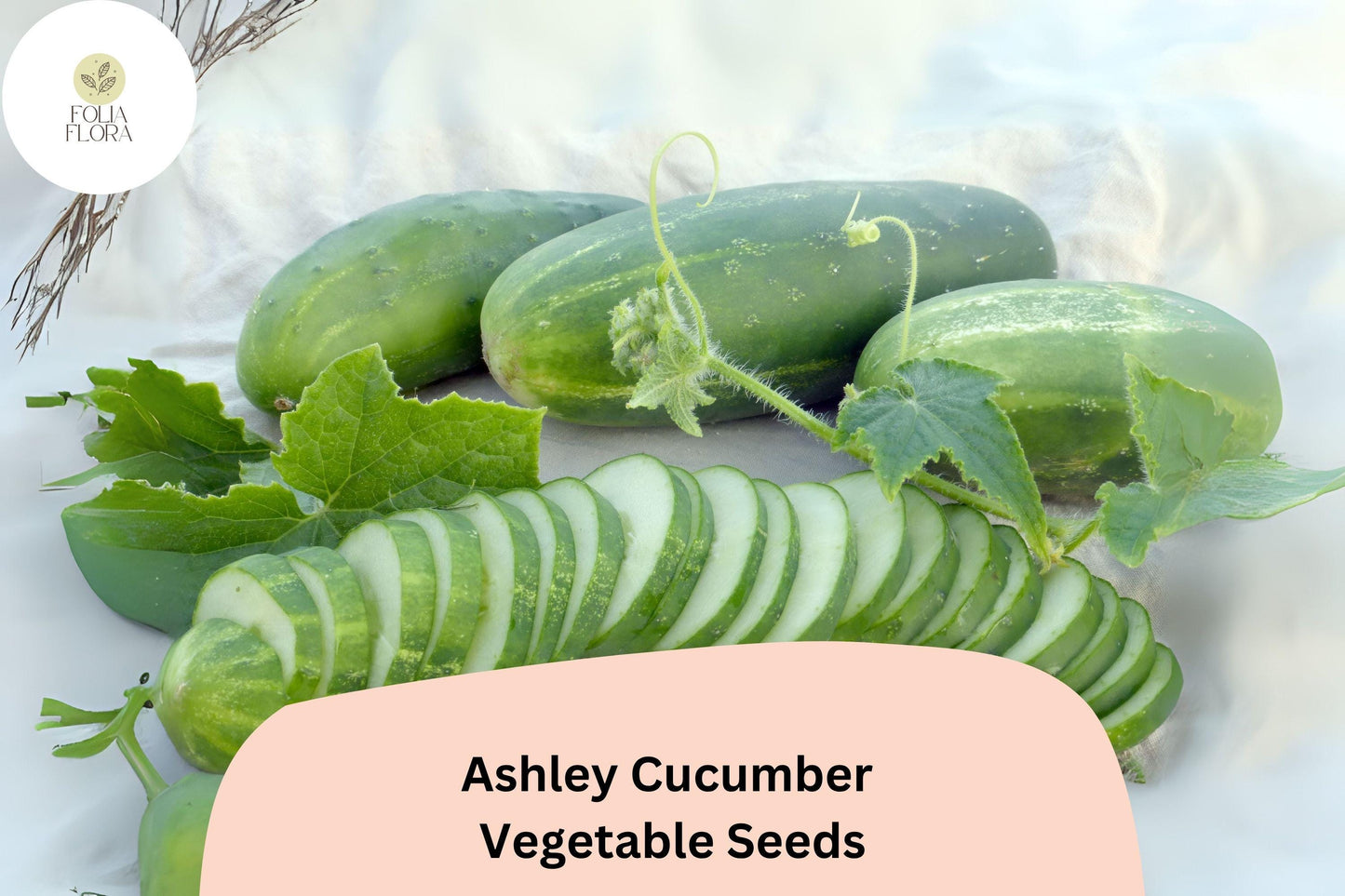 25+ Ashley Cucumber Seeds | Heirloom Slicing Variety | Disease Resistant | Non-GMO Easy Garden Planting