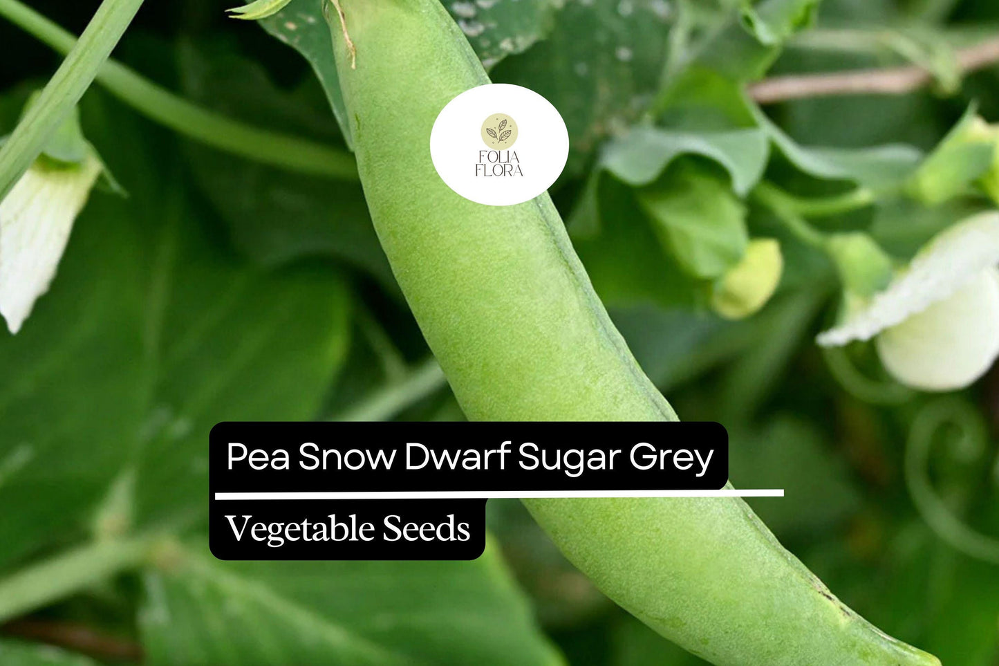 5g Pea Snow Dwarf Sugar Grey Seeds Pisum sativum | Heirloom, Non-GMO, Sweet & Tender Pods, Compact Plants, Easy to Grow