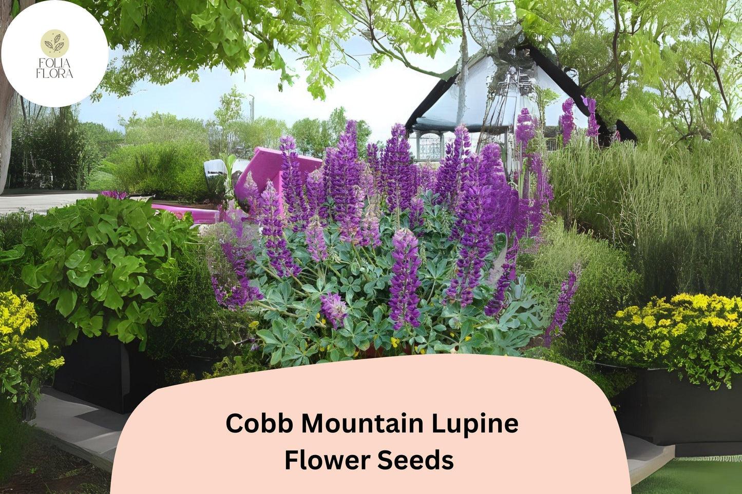 Lupinus ‘Cobb Mountain’ Lupine Seeds – 25+ Beautiful Purple Blooms for Garden Planting