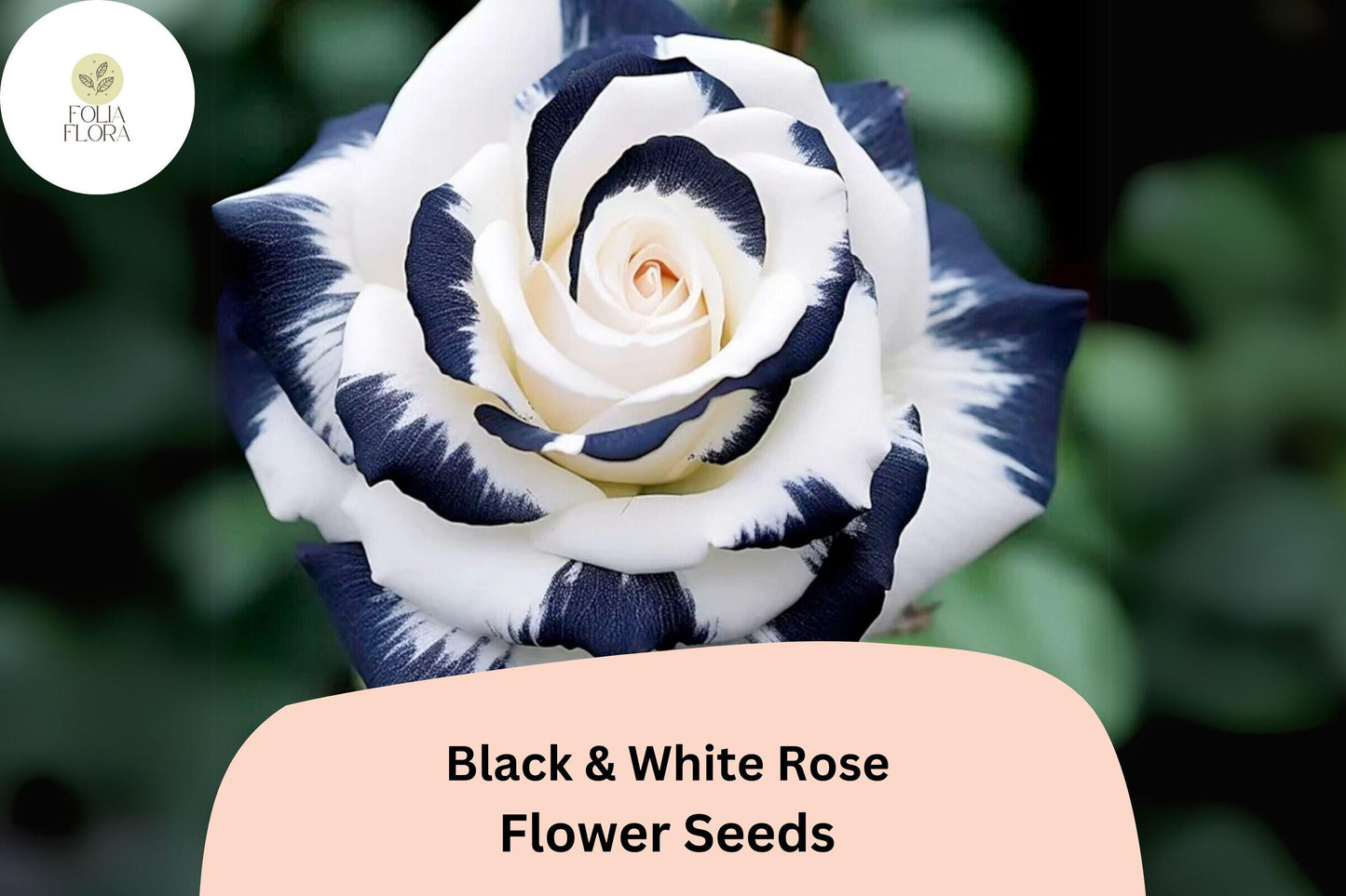 20pcs Rare Black & White Rose Seeds – Unique Two-Tone Blooms, Elegant Garden Flower, Easy to Grow, Perennial Beauty