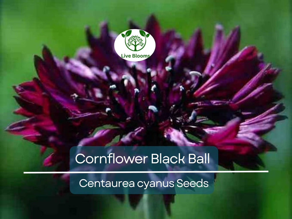 250 Cornflower Black Ball Seeds, Centaurea cyanus, Purple Bachelor Button, Non-GMO, USA Grown, Vibrant Cut Flowers for Garden & Bouquets