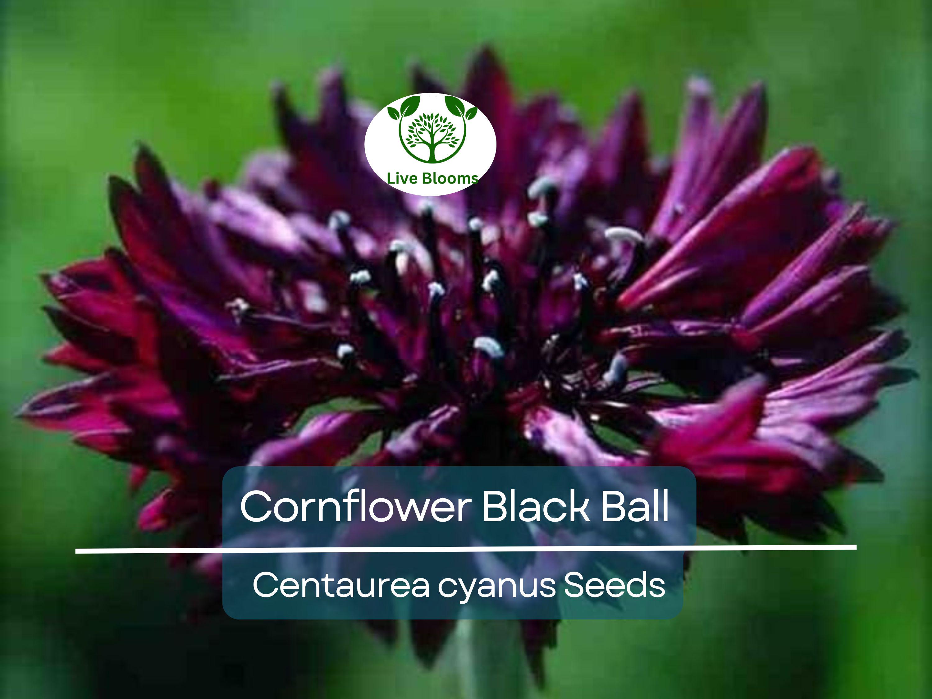 250 Cornflower Black Ball Seeds, Centaurea cyanus, Purple Bachelor Button, Non-GMO, USA Grown, Vibrant Cut Flowers for Garden & Bouquets