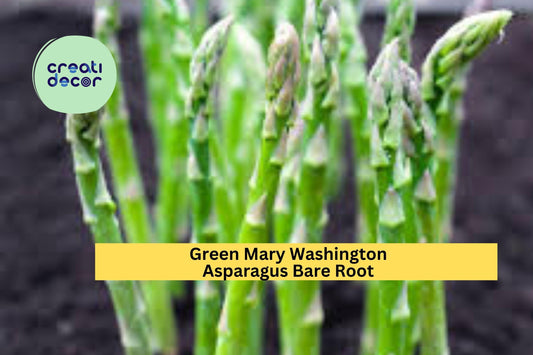 25 Mary Washington Asparagus Crowns – 2 Year Old Green Asparagus Bare Root Plants, Hand Picked Nursery Quality Perennials