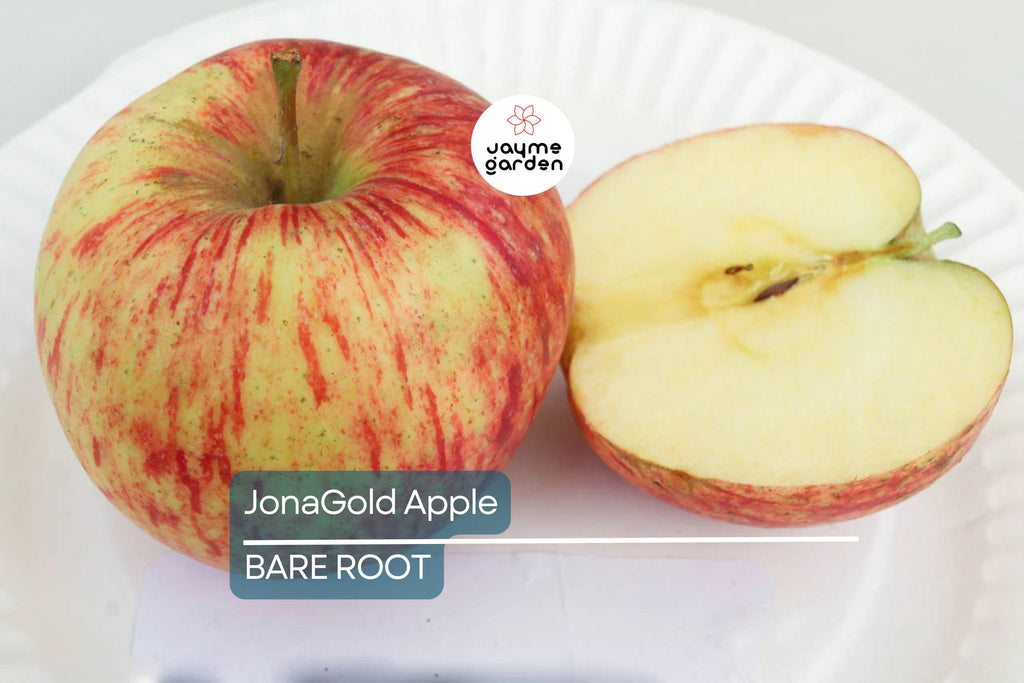 JonaGold Apple Tree 2-3ft | Live Bare Root Fruit Tree | Sweet-Tart Apples | Cold Hardy Zones 4-8