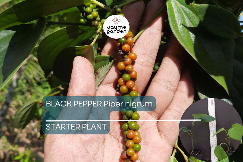 1 Black Pepper Plant | Piper nigrum | Live Starter Plant | USA Seller | Ideal for Indoor or Outdoor Growing | Spice Vine for Trellis