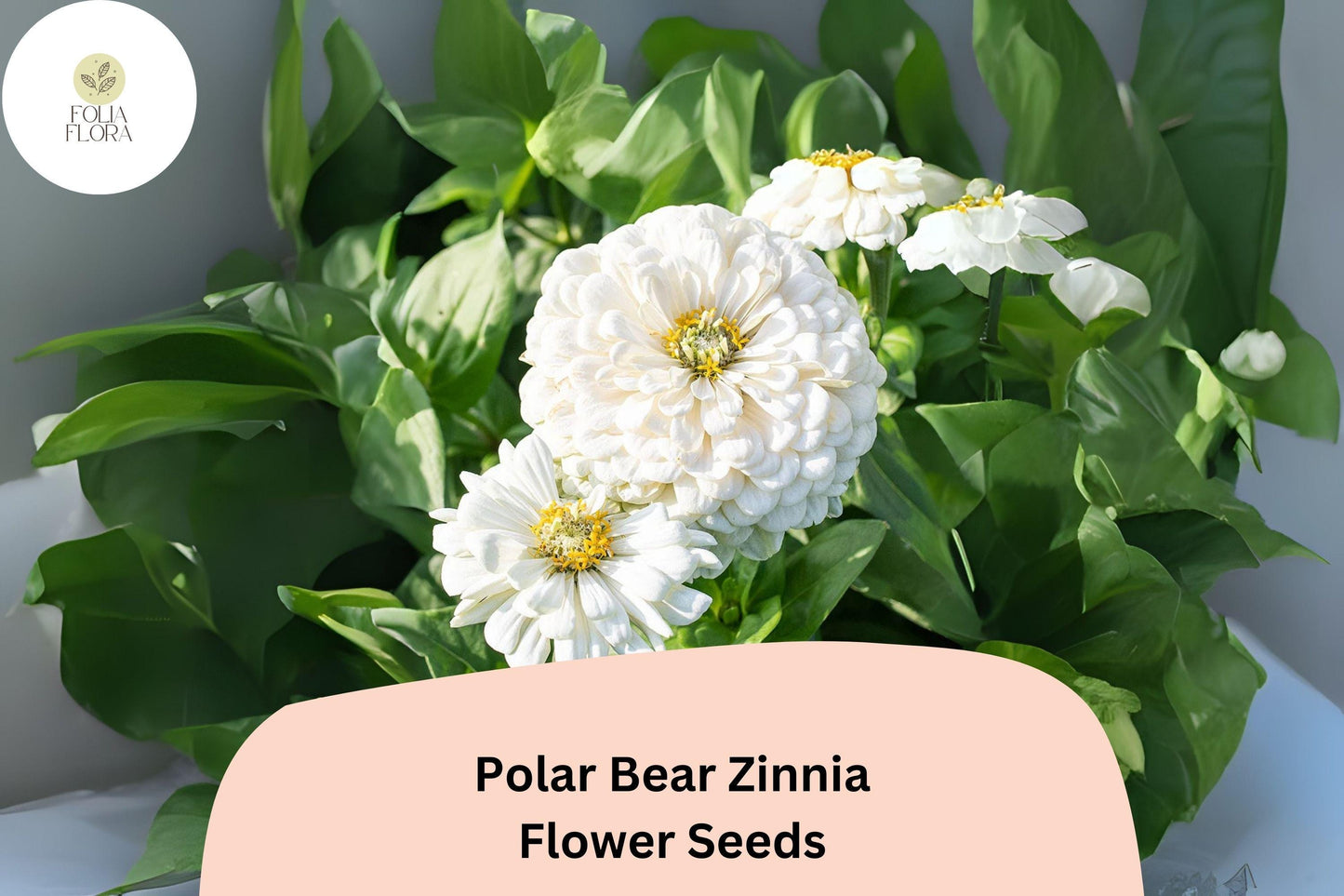 Polar Bear Zinnia Seeds – 100+ Pure White Annual Garden Flowers for Planting
