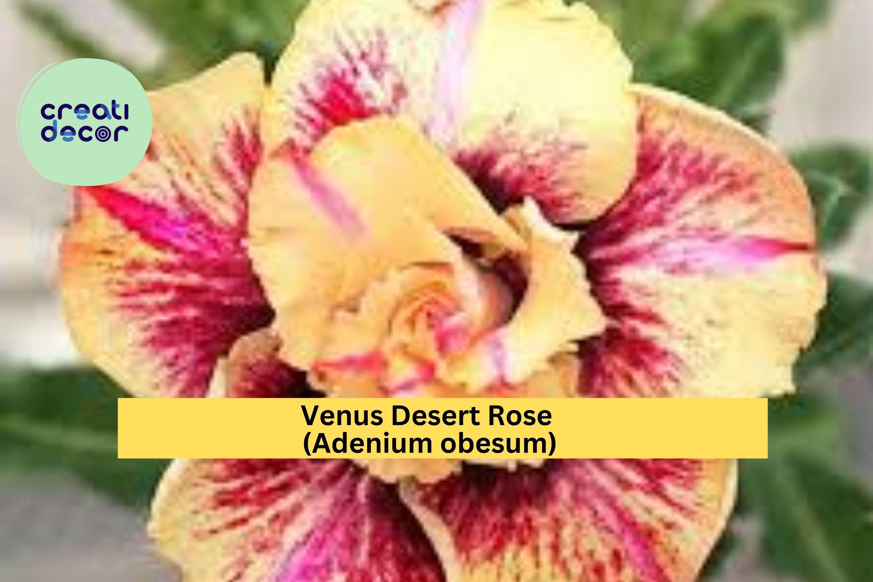 Venus Desert Rose (Adenium obesum) – 4–6" Live Rooted Seedling, Mini Succulent Tree with Swollen Trunk, Exotic Ornamental Houseplant