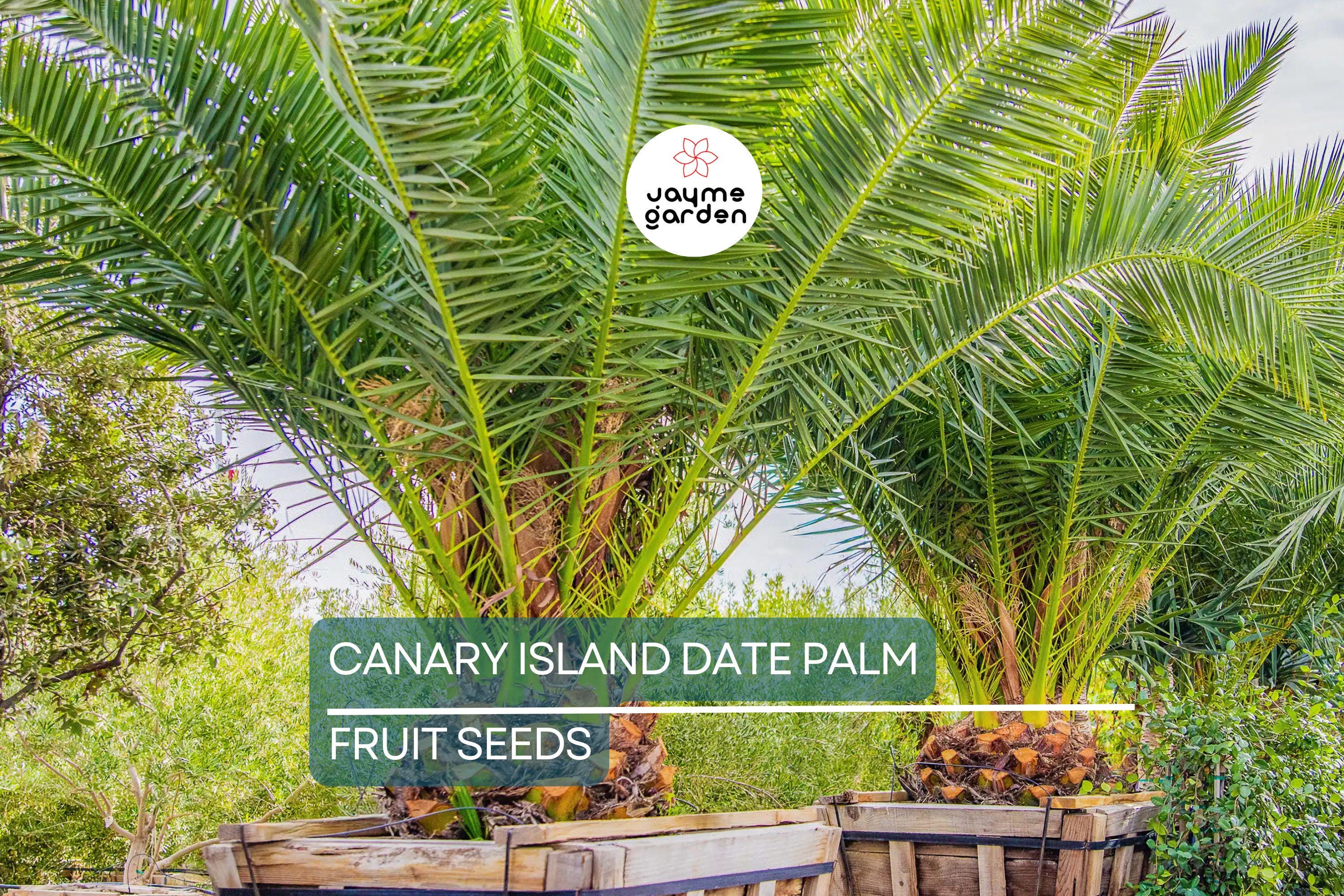 10 Canary Island Date Palm Seeds (Phoenix Canariensis) - Hardy Tropical Palm, 65 Ft Mature Height