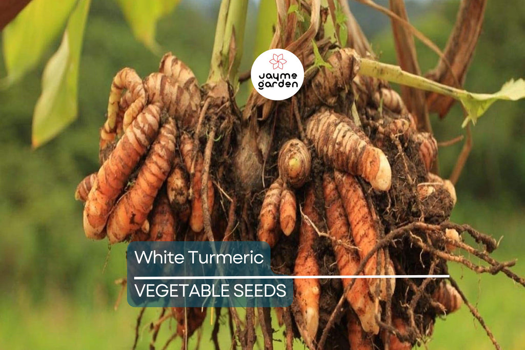 Rare White Turmeric Live Plant - Curcuma Zedoaria, 5"-10" Tall, Flowering Ginger Root, Free Shipping, USA Seller