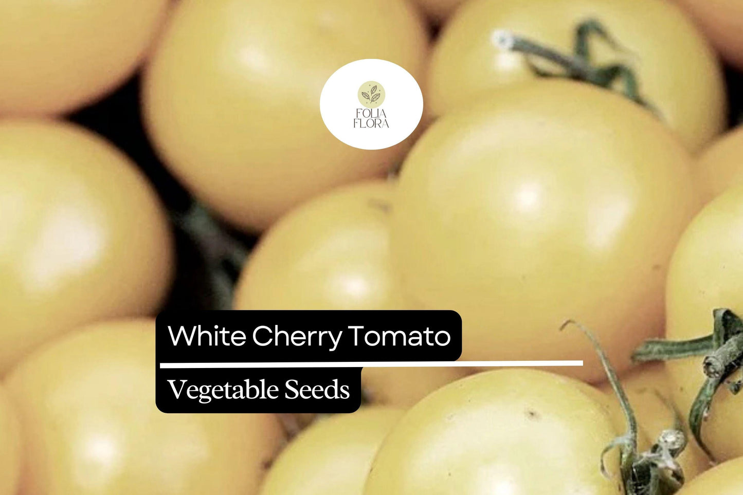 White Cherry Tomato Seeds | 15 Seeds | Rare Heirloom Solanum Lycopersicum for Home Garden Vegetable Growing