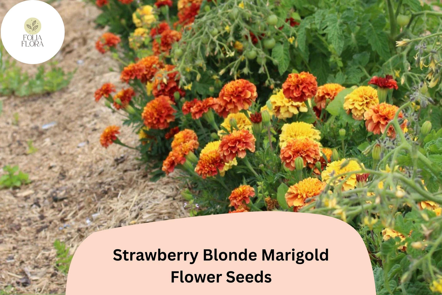 25+ Strawberry Blonde Marigold Seeds | Tagetes patula | Unique Pastel Rose & Yellow Blooms | Easy Annual Garden Planting