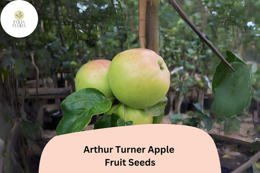 25+ Arthur Turner Apple Seeds | English Heirloom Variety | Malus domestica | Rare Cooking Apple Tree Seeds for Garden Planting