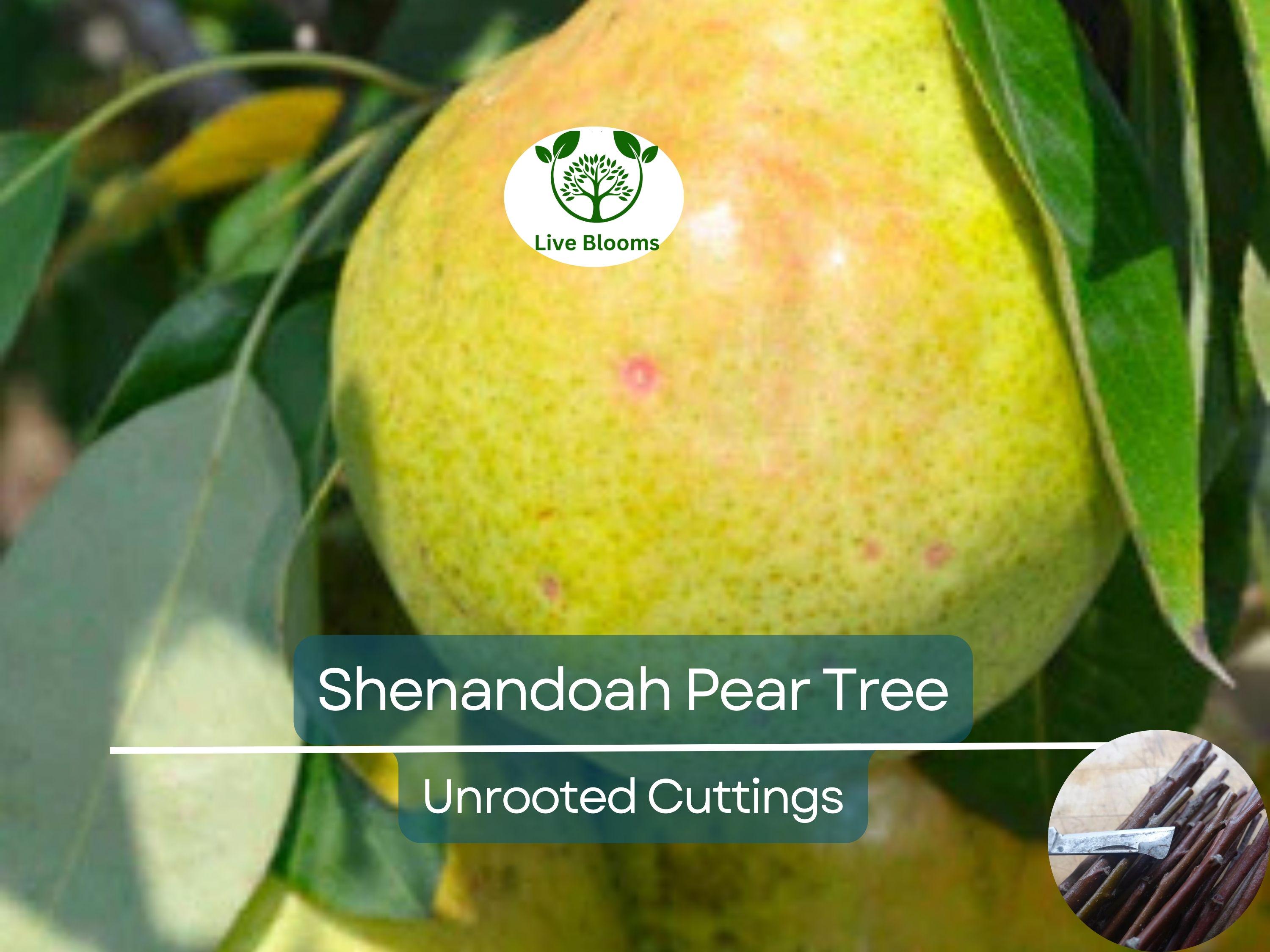 3 Shenandoah Pear Tree Scions, Unrooted Cuttings 10-12 Inches for Grafting & Rooting – Pyrus communis, Sweet Pear, Fruit Tree Propagation