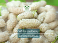 10pcs White Mulberry (Morus alba) Unrooted Cuttings 6-8", Edible Fruit Tree Cuttings, Grow Your Own Mulberry, Perfect for Gardens & Orchards
