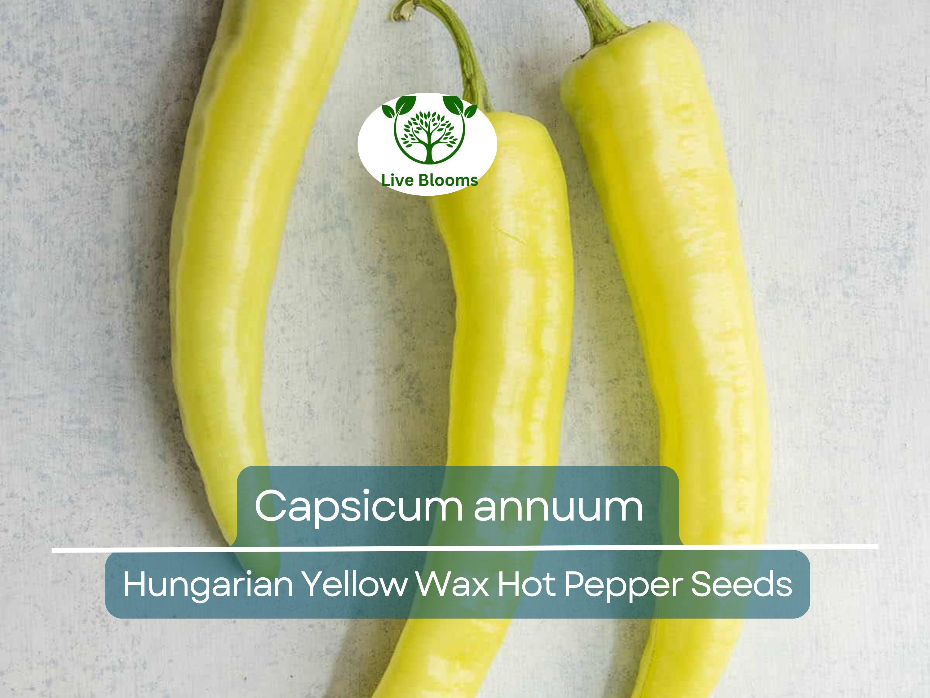 30 Seeds Hungarian Yellow Wax Hot Pepper – Capsicum annuum | Heirloom Pepper for Planting, Gardening & Spicy Harvests