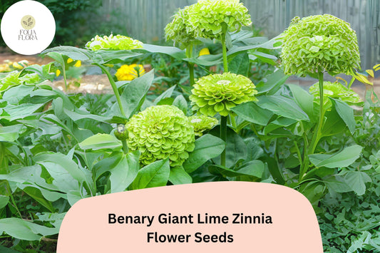 100+ Benary Giant Lime Zinnia Seeds – Unique Green Blooms for Cut Flowers & Summer Gardens