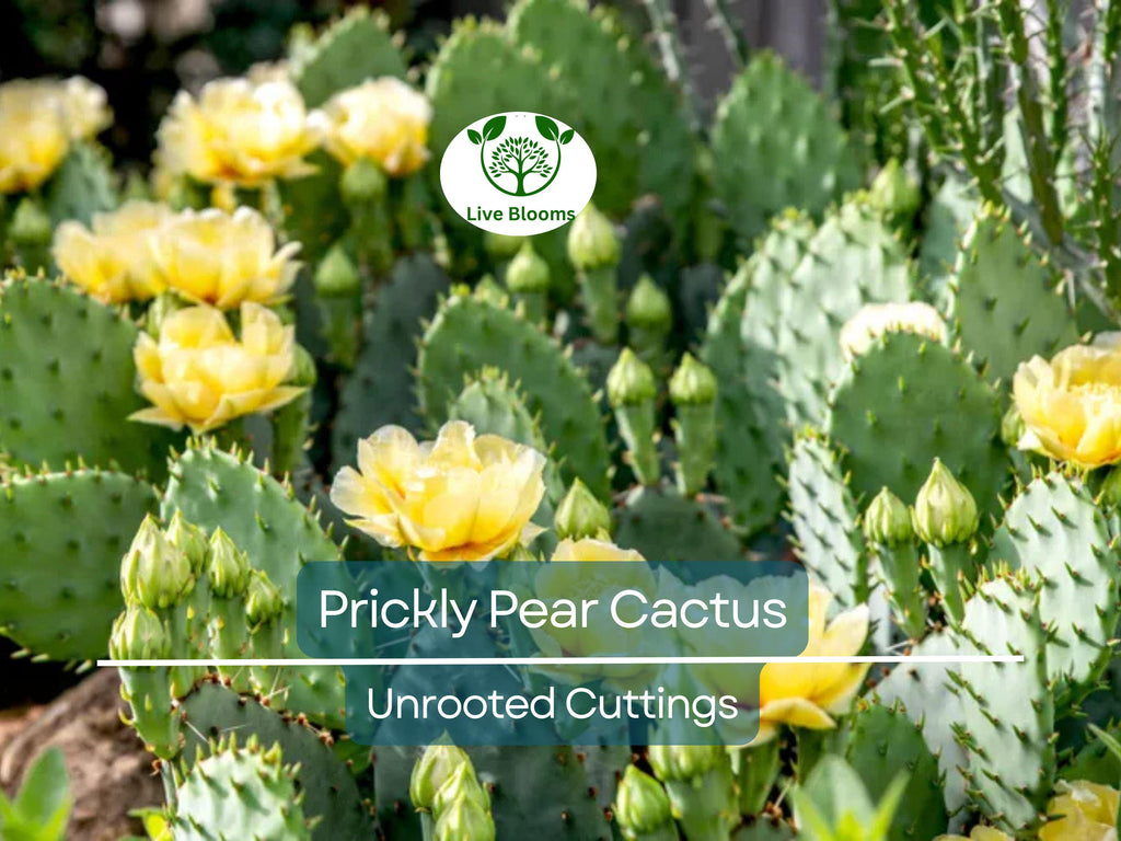 1 Prickly Pear Cactus Plant (Opuntia) Unrooted Cuttings, Edible Fruit, Orange, Pink & Yellow Blooms, Hardy Desert Plant, for Gardens