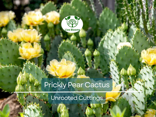 1 Prickly Pear Cactus Plant (Opuntia) Unrooted Cuttings, Edible Fruit, Orange, Pink & Yellow Blooms, Hardy Desert Plant, for Gardens