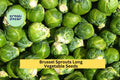 3pcs x 1g Brussels Sprouts Long Island Seeds – Compact Heirloom for Raised Beds, Garden Rows, or Fall Planting Seeds for Planting
