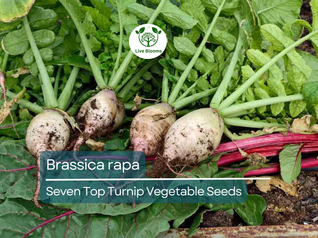 1000 mg Turnip Seven Top Seeds - Brassica rapa | Heirloom Leafy Green Turnip Seeds for Planting, Gardening & Fresh Greens Harvest