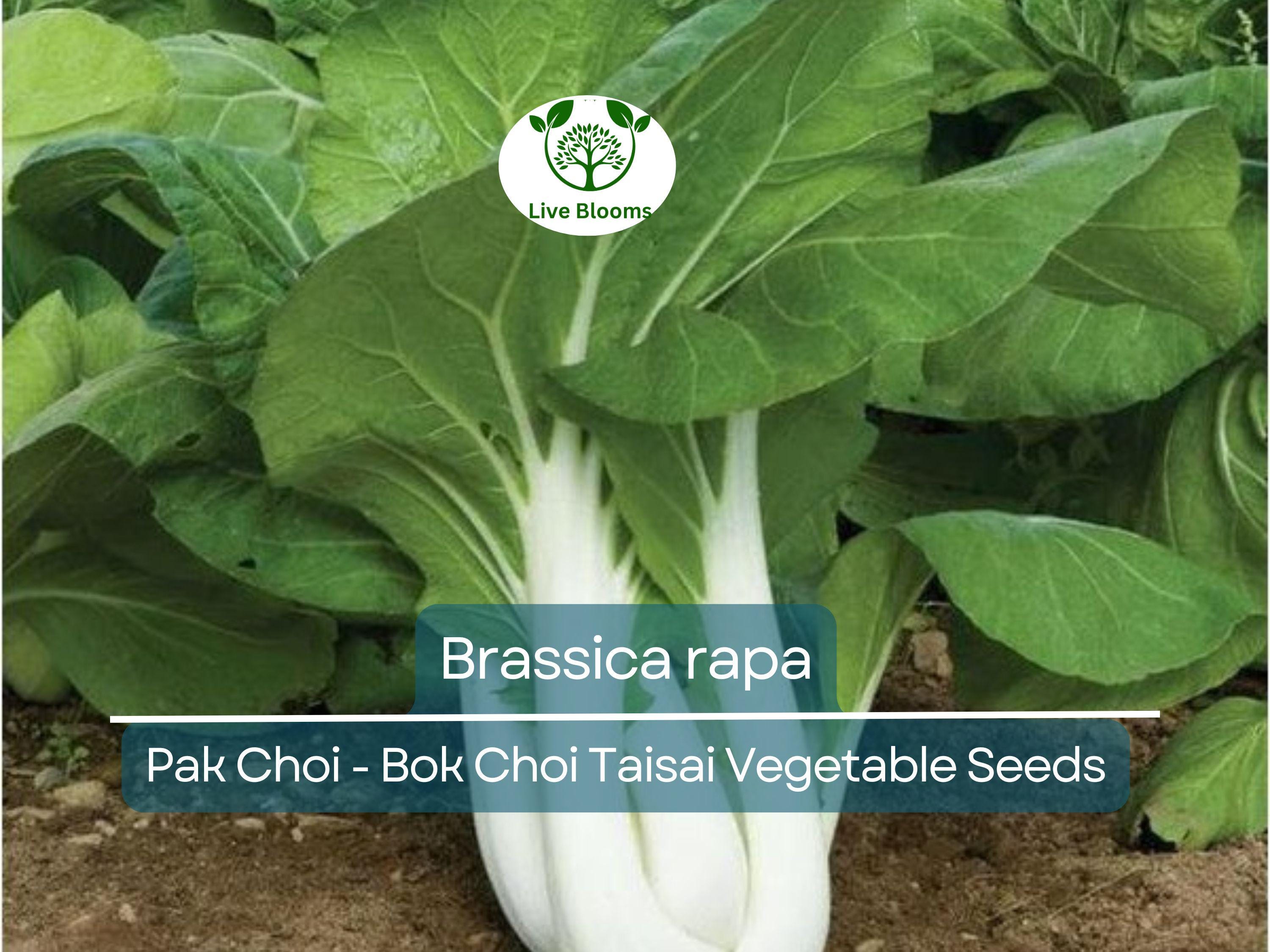 350 Pak Choi Bok Choi Taisai Seeds - Brassica rapa | Heirloom Asian Green for Planting, Gardening & Fresh Culinary Use