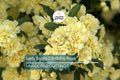 Lady Banks Climbing Rose Cuttings (4) | Thornless, Soft Yellow Blooms | Organic & USA Grown |