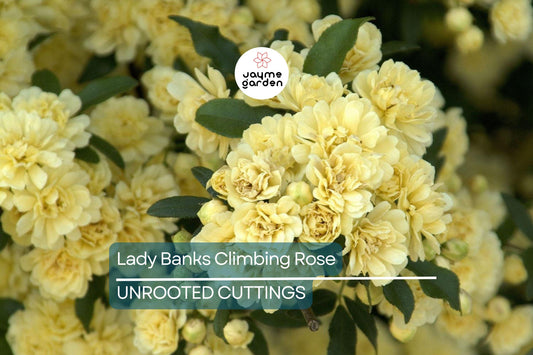 Lady Banks Climbing Rose Cuttings (4) | Thornless, Soft Yellow Blooms | Organic & USA Grown |